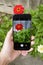 Hand with smartphone shooting garden red summer flowers