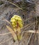 Hand, soil, plant, nature, agriculture, hands, dirt, seed, retention, green, gardening, garden, planting, land, sowing, growth, li