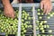 Hand sorting out collected green olives