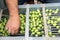 Hand sorting out collected green olives