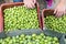 Hand sorting out collected green olives