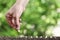 Hand sowing seeds in vegetable garden soil, close up on gree