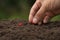 Hand sowing seeds of vegetable on soil at garden