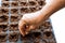 A hand sowing watermelon seed