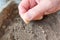 Hand sows seeds into the soil in a box. home gardening. growing vegetables