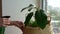 Hand with a spray gun sprays large ficus leaves