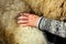 Hand spreading Wool on sheeps back