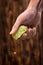 Hand squeeze lime with lime drop on dark wooden background