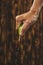 Hand squeeze lime with lime drop on wooden background