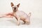 hand strokes a Canadian Sphynx. cat breed without hair. hypoallergenic pet.