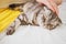 A hand strokes the head of a gray Scottish fold cat with yellow eyes.