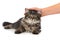 Hand strokes over tabby cat