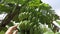 Hand stroking a branch of green bananas growing on a tree at organic farm