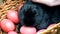 Hand Stroking little black rabbit. Concept of the Easter. Rabbit in wicker basket, Easter eggs.