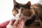 Hand stroking a sleeping cat. Touch the domestic cat. Pets