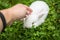 Hand Stroking Small Domestic Rabbit Close Up