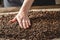 Hand stroking the warm fragrant coffee beans. A pile of roasted Arabica grains. Selection of fresh coffee for espresso