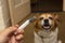 Hand with syringe and dog preparing for vaccine injection on the background.Vaccination, World rabies day and pet health