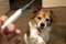 Hand with syringe and dog preparing for vaccine injection on the background.Vaccination, World rabies day and pet health