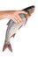 Hand take fresh silver carp fish