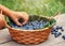 A hand takes a fresh bilberry (Vaccinium myrtillus) from a wicker basket on an old wooden bench. Fresh garden bilberries