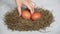 Hand takes fresh eggs from a hay nest