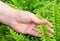 Hand Taking Care of Tassle Ferns in Garden