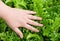 Hand Taking Care of Tassle Ferns in Garden