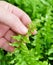 Hand Taking Care of Tassle Ferns in Garden