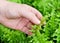 Hand Taking Care of Tassle Ferns in Garden