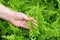 Hand Taking Care of Tassle Ferns in Garden