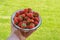 Hand taking metal pan full of organic ripe strawberry