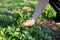 Hand tearing flowers of fresh Chelidonium majus, celandine, nipplewort, swallowwort or tetterwort close-up. Collect