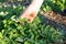 Hand tearing flowers of fresh Chelidonium majus, celandine, nipplewort, swallowwort or tetterwort close-up. Collect medicinal