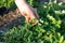 Hand tearing flowers of fresh Chelidonium majus, celandine, nipplewort, swallowwort or tetterwort close-up. Collect medicinal
