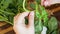 Hand tears off fresh green basil leaves from stem for cooking Pesto