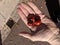 Hand of three conkers