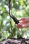 Hand touch eggplant from the plant in vegetable garden