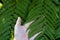 Hand touch Huge green leaves of various tropical plants Tropical forest