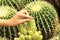 Hand touch prickly pear