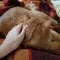 Hand touch red tabby cat sleeping on cozy plaid