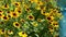 Hand touch rudbeckia flower bloom garden