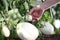 Hand touch white eggplant on plant in vegetable garden