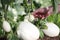 Hand touch white eggplant from the plant in vegetable garden, cl