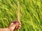 Hand touches ears of rye oats. Green ears with seeds of cereals