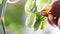 Hand touches flower of green cherry tomatoes control quality and cure the vegetables garden