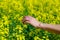 Hand touches flowers in a blooming rapeseed field. Background with copy space for text