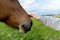 Hand touches horse`s head close up