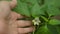 hand touches white flower, sweet pepper, agronomist monitors results growth, gardener in greenhouse takes care of
