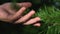 Hand touches young green needles on larch branch on sunny day. Close up